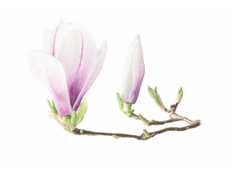 Magnolia Blooms