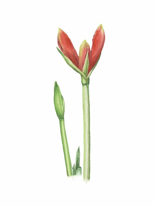 Amaryllis Bud