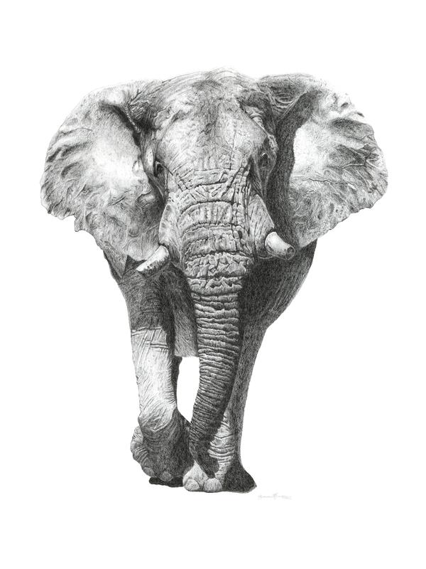 Graceful Giants in Monochrome