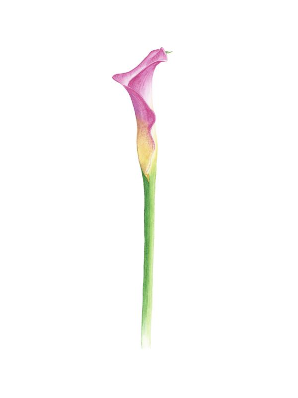 Colorful Calla Lily